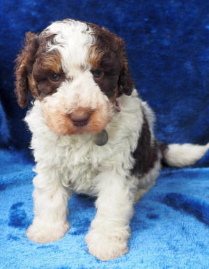 Pictures of Labradoodle Puppies